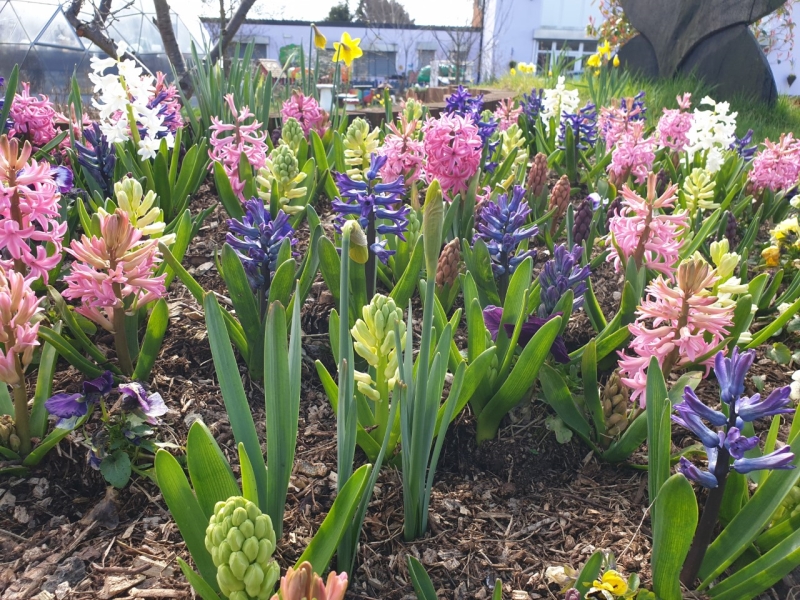 Oasis Community Gardens